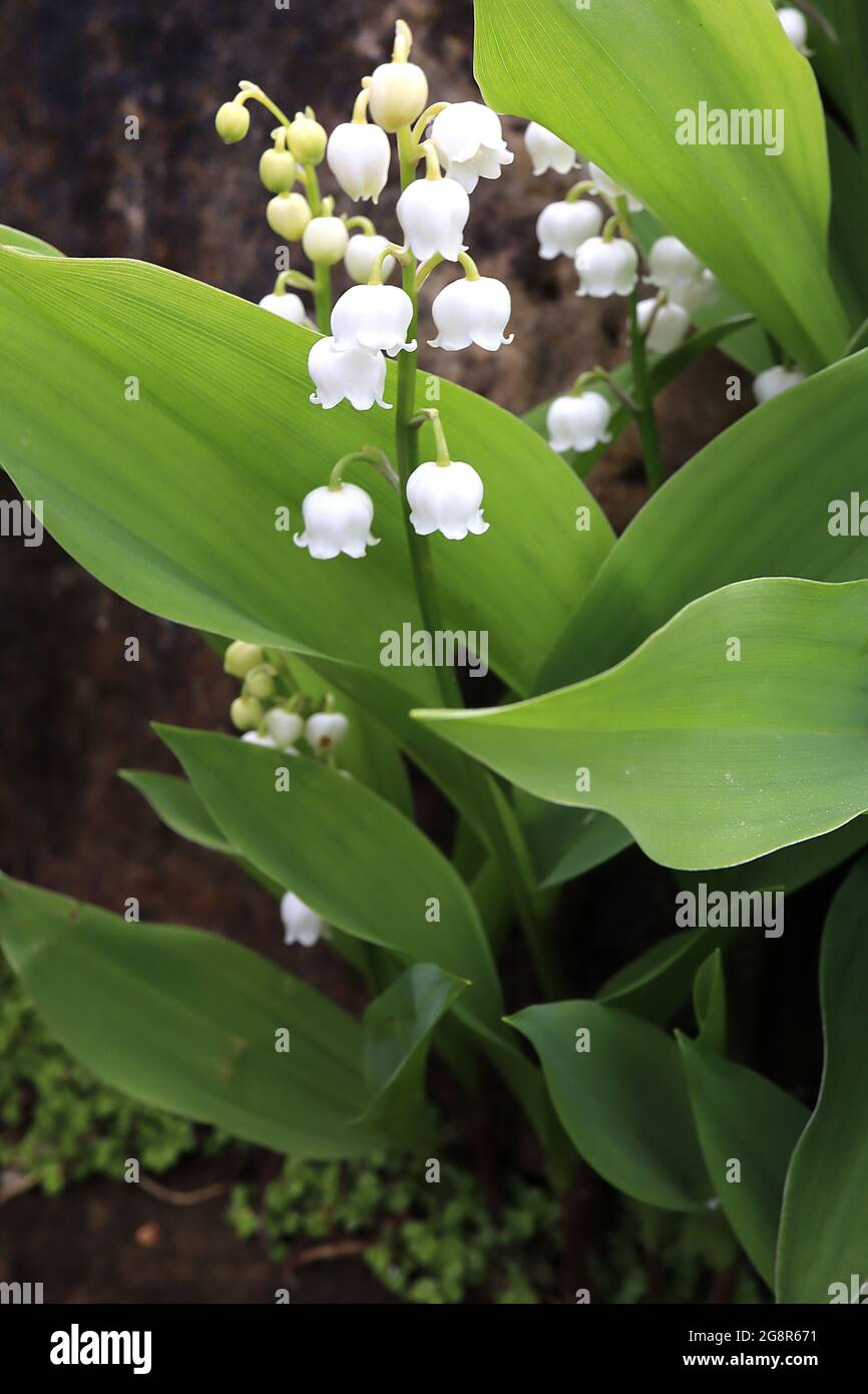 Convallaris majalis  Lily of the valley – white bell-shaped pendulous flowers with very wide elliptic leaves,  May, England, UK Stock Photo