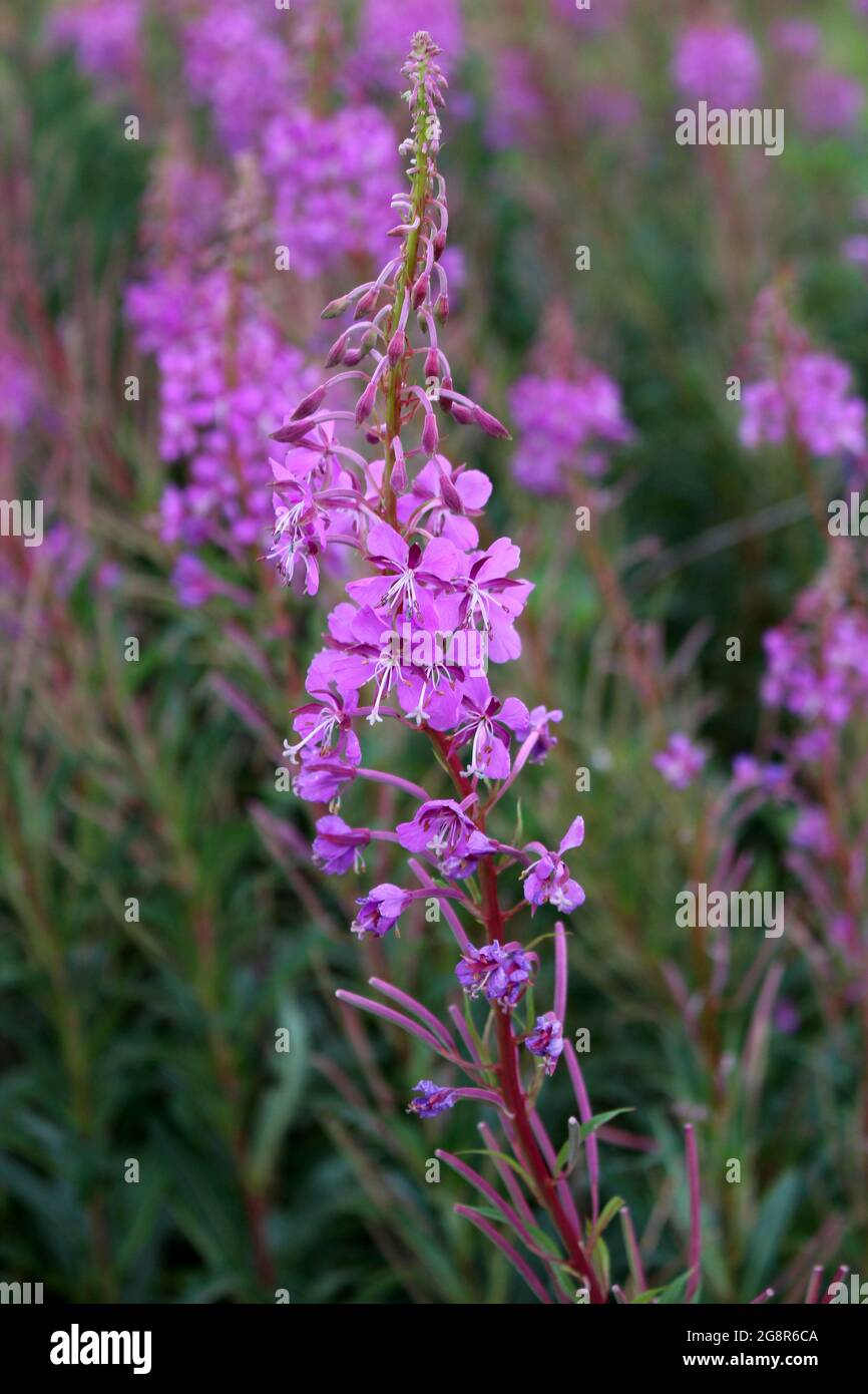Scottish wildflower (narrowleaved willowherb Stock Photo Alamy