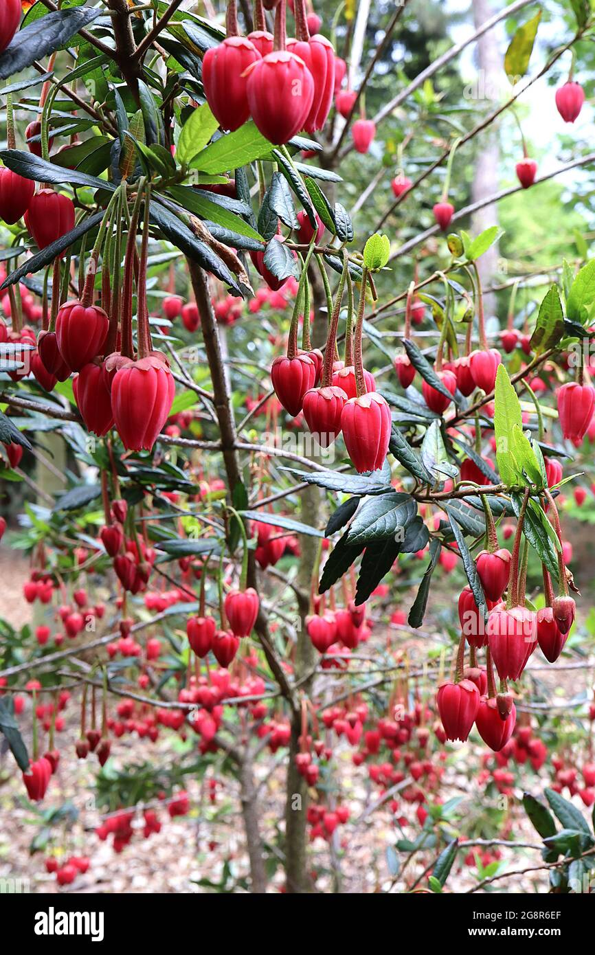 Crinodendron hookerianum Chilean lantern tree – stalked clusters of crimson red flowers,  May, England, UK Stock Photo