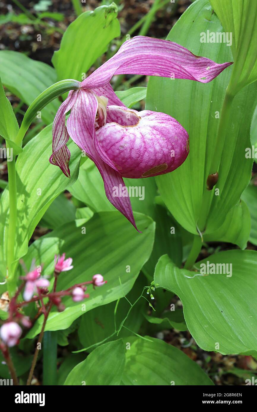 Cypripedium macranthos Lady's slipper orchid – violet rose oval pouched  flowers with twisted flared sepals, May, England, UK Stock Photo - Alamy