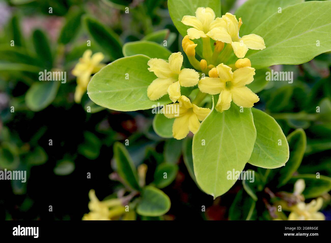Daphne gemmata jewelled daphne – scented yellow flowers and bright green leaves,  May, England, UK Stock Photo