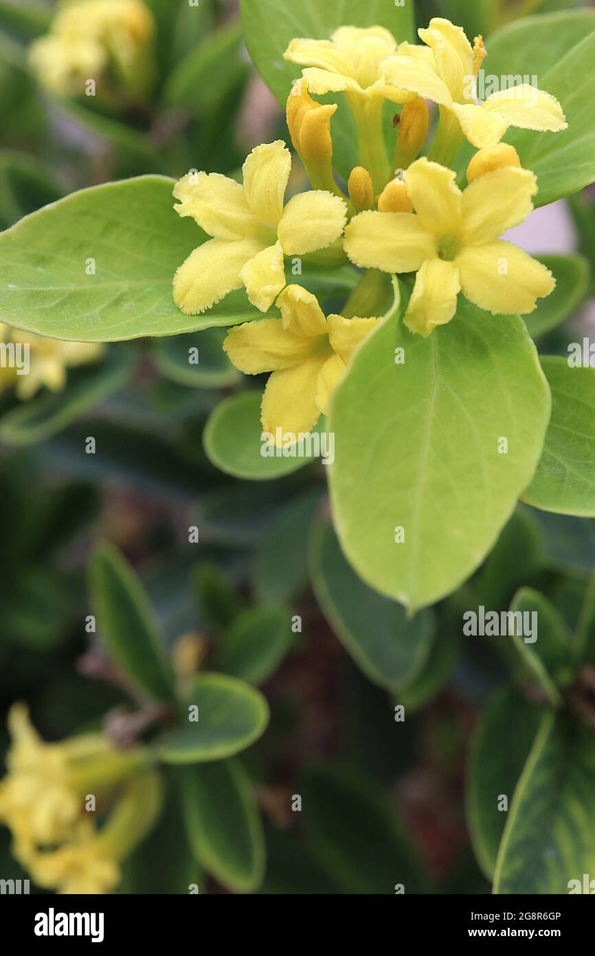 Daphne gemmata jewelled daphne – scented yellow flowers and bright green leaves,  May, England, UK Stock Photo