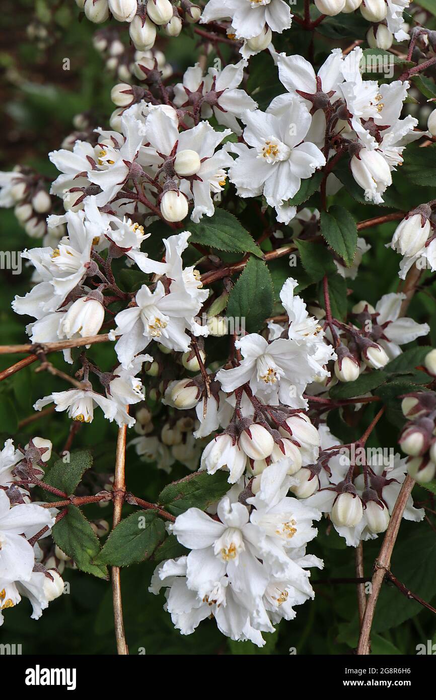 Deutzia glomeruliliflora white star-shaped flowers with frilly edges and white inner tepals,  May, England, UK Stock Photo
