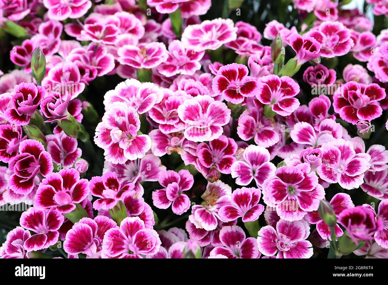 Dianthus ‘Pink Kisses’ Carnation / Garden Pinks Pink Kisses pale pink
