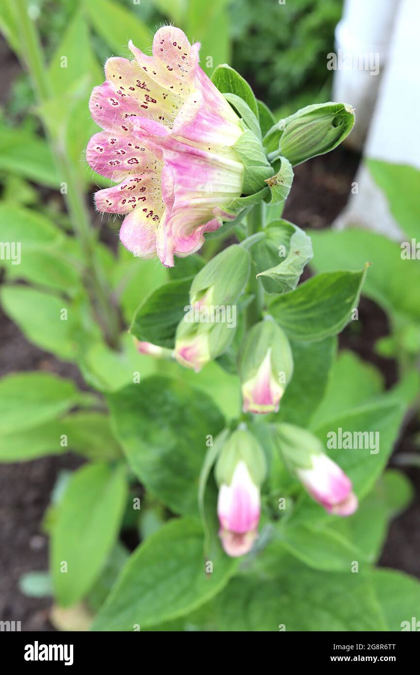 Foxglove monstrosa hi-res stock photography and images - Alamy