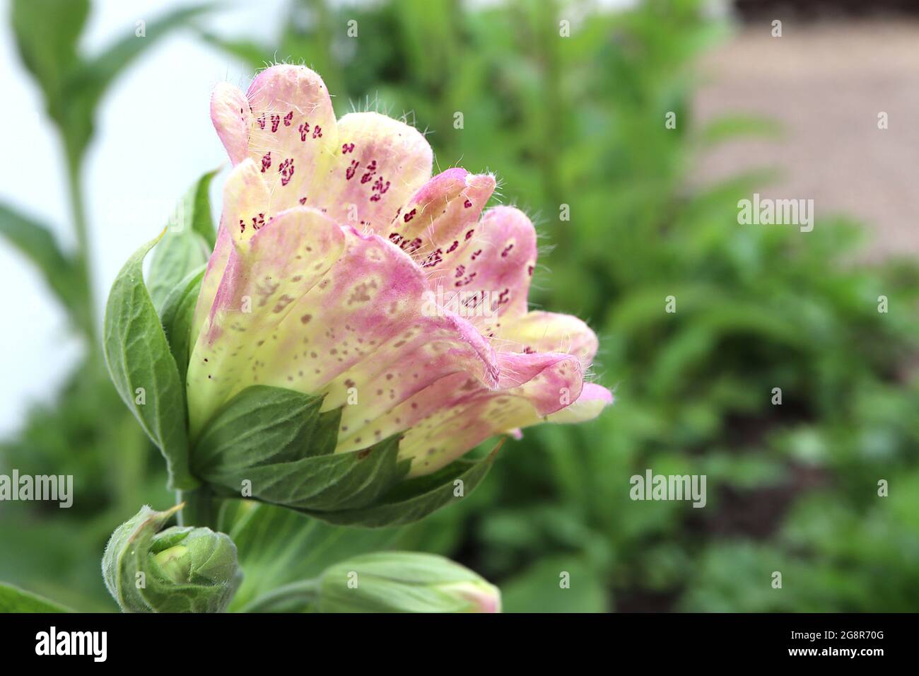 Foxglove monstrosa hi-res stock photography and images - Alamy