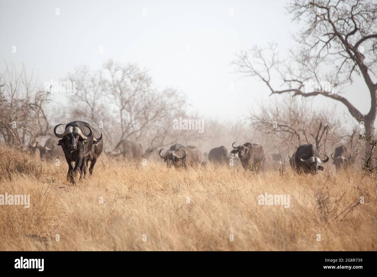 A herd of buffalo, Syncerus caffer, walk in long dry grass, dust in the air Stock Photo