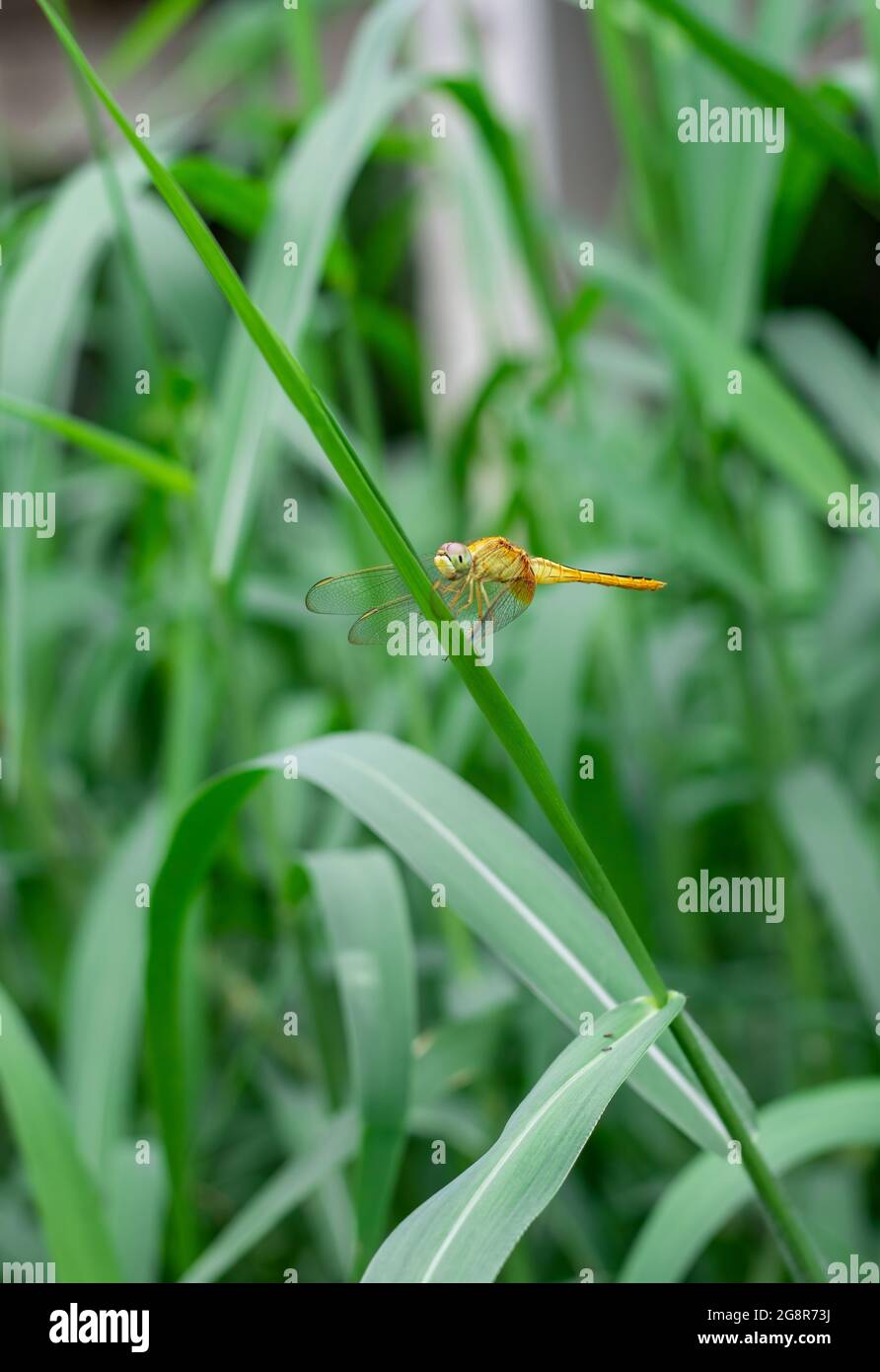 Orange dragonfly with transparent wings sitting on a green wild tree ...