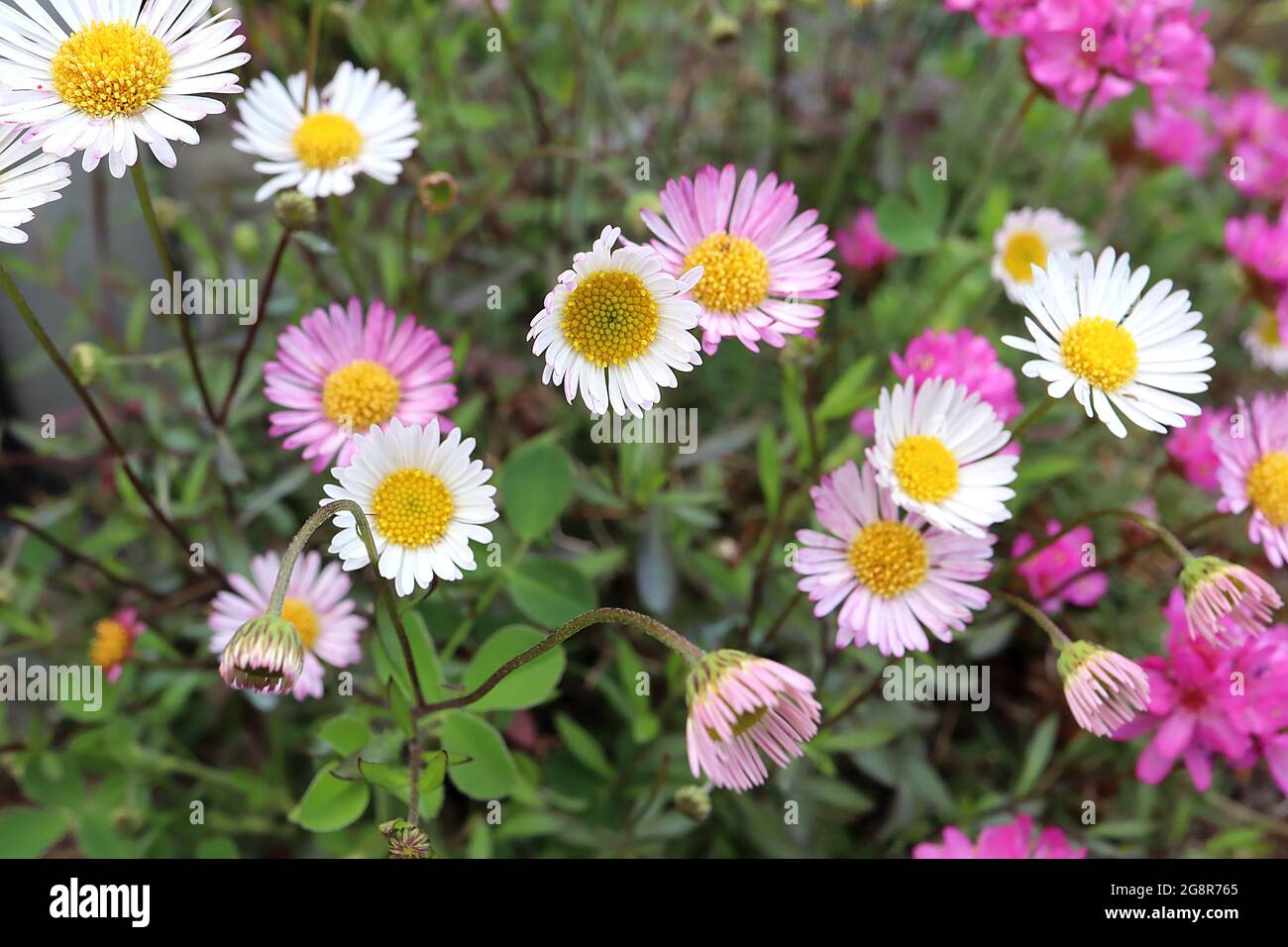 Erigeron karvinskianus ‘Stallone’ Mexican fleabane Stallone – white and pink flowers on wiry stems and small dark green lance-shaped leaves,  May, UK Stock Photo