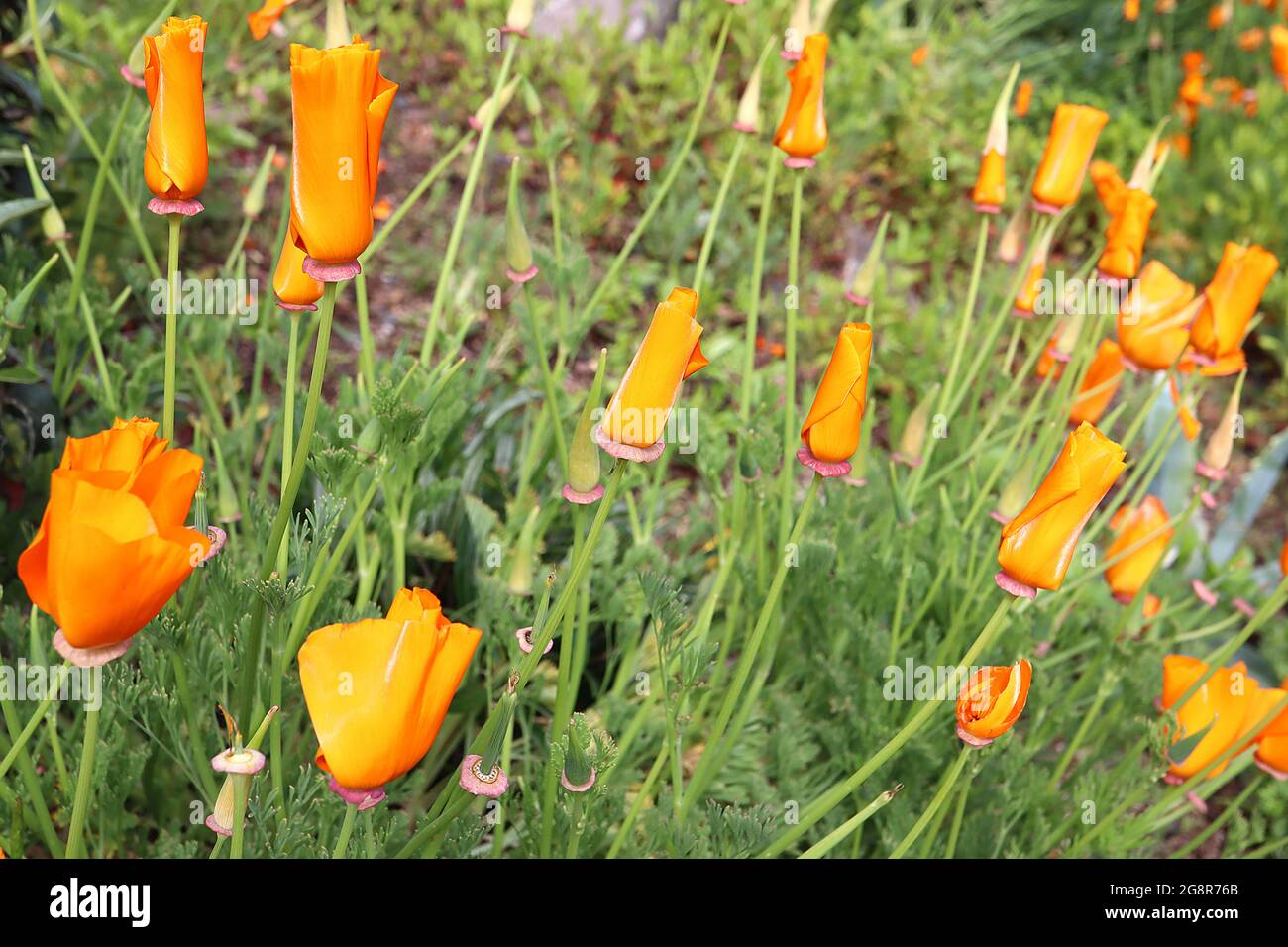 Escholzia californica California poppy – silky orange flowers closed due to cold weather,  May, England, UK Stock Photo