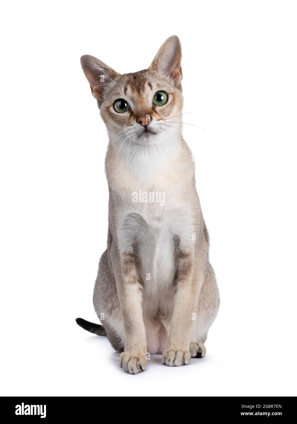 Stocky Looking High Resolution Stock Photography And Images Alamy