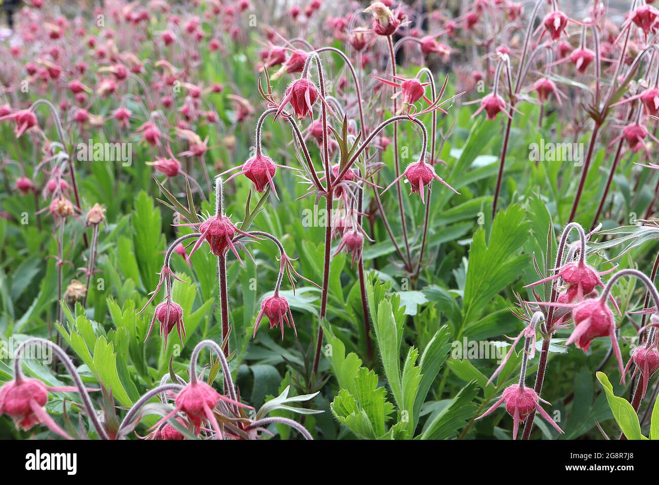 Geum triflorum prairie smoke – closed crimson red flowers and large pinnately divided leaves,  May, England, UK Stock Photo