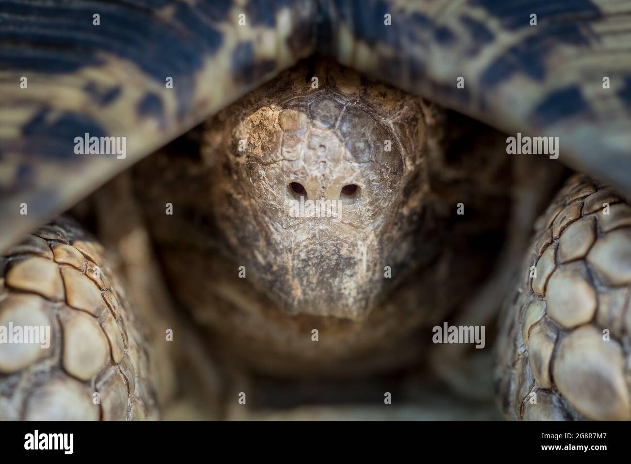 The head of a leopard tortoise, Stigmochelys pardalis, reclining into its shell Stock Photo