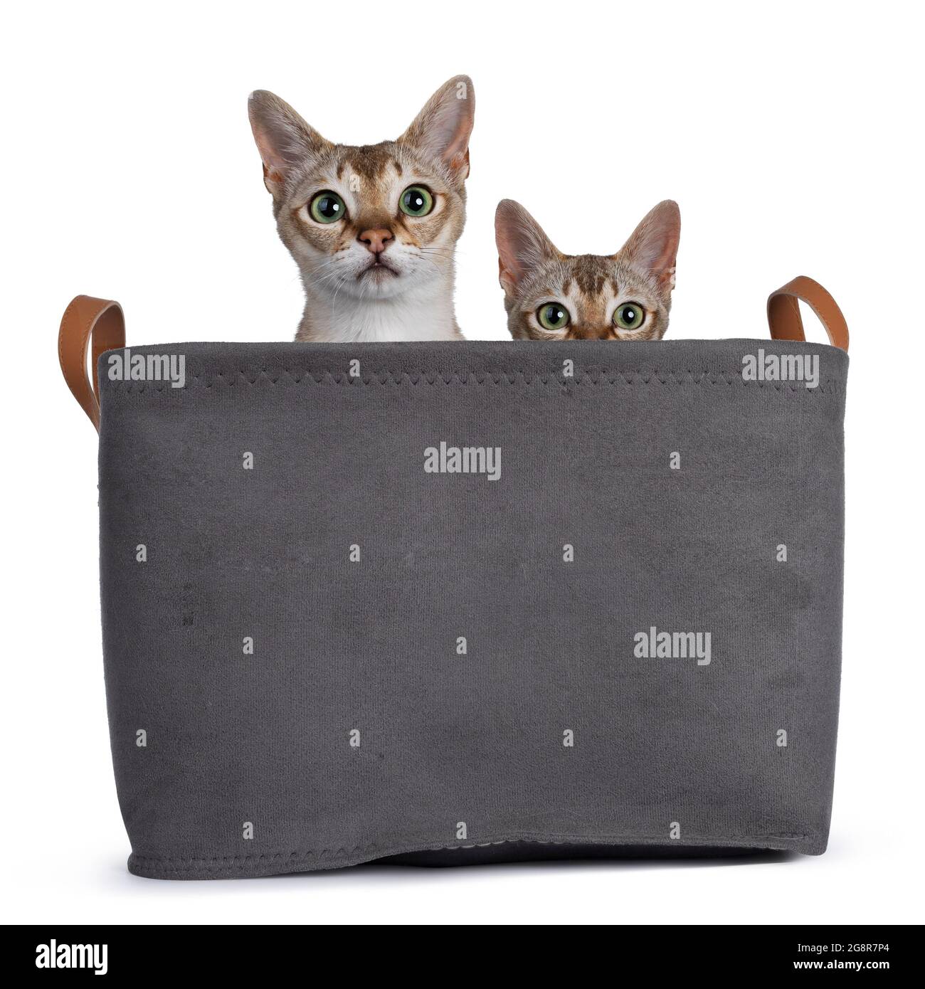 Tail bandage hi-res stock photography and images - Page 2 - Alamy