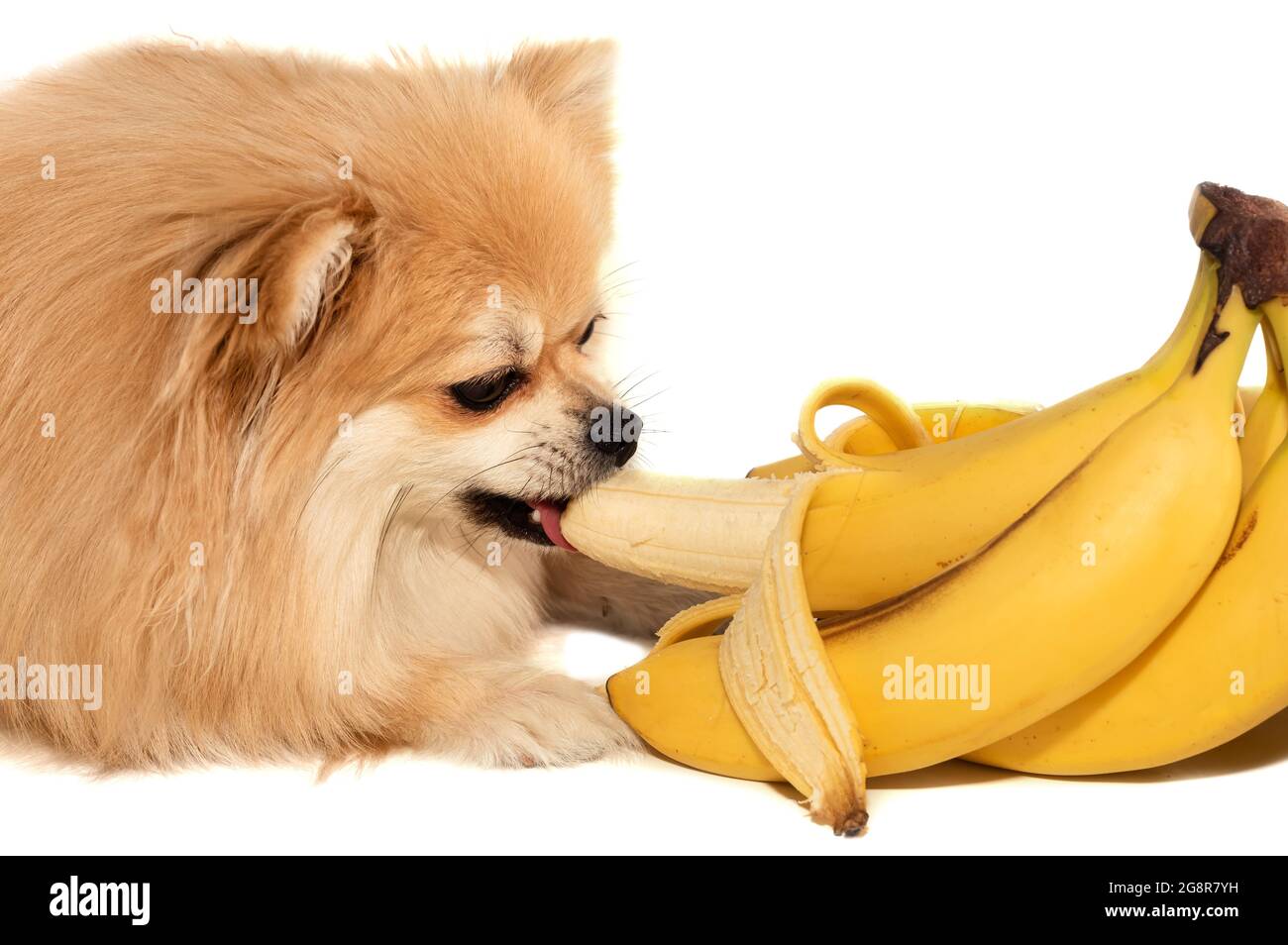 Is Banana Good For Dog
