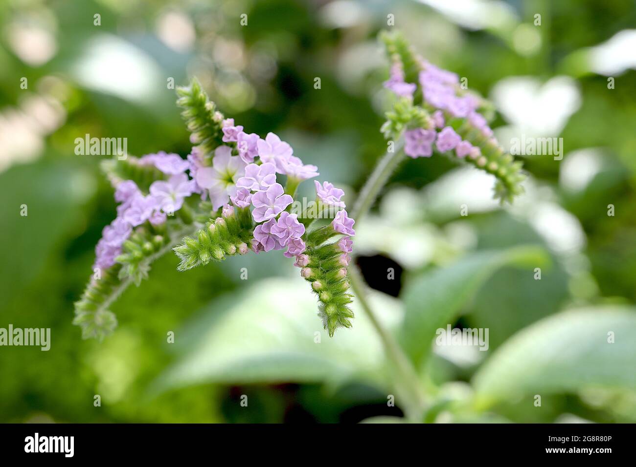 Heliotropium indicum Indian heliotrope – curved flower spikes of pale lavender flowers,  May, England, UK Stock Photo