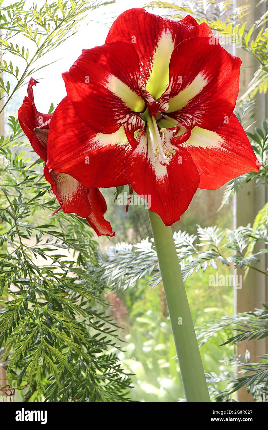 Hippeastrum ‘Barbados’ Amaryllis Barbados - large trumpet-shaped scarlet red flowers with white throat, May, England, UK Stock Photo