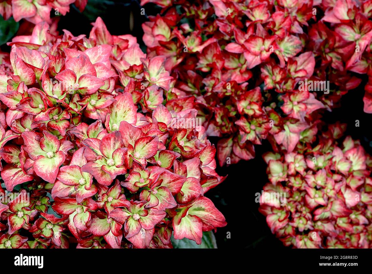 Ravenala stock photo. Image of overlap, bloom, inflorescences - 78049380