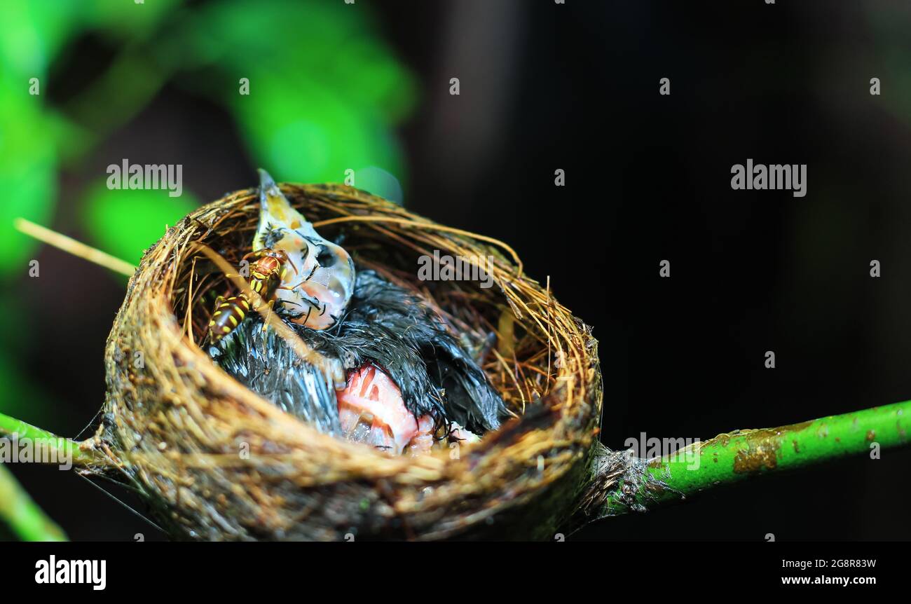 The remains of the baby bird died inside its nest. The baby bird died in the nest. The