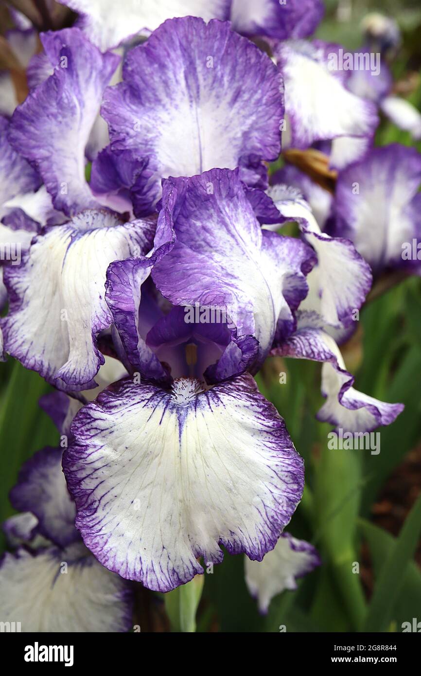 Iris ‘Art Deco’ (TB) Tall bearded iris White falls, wide purple edges
