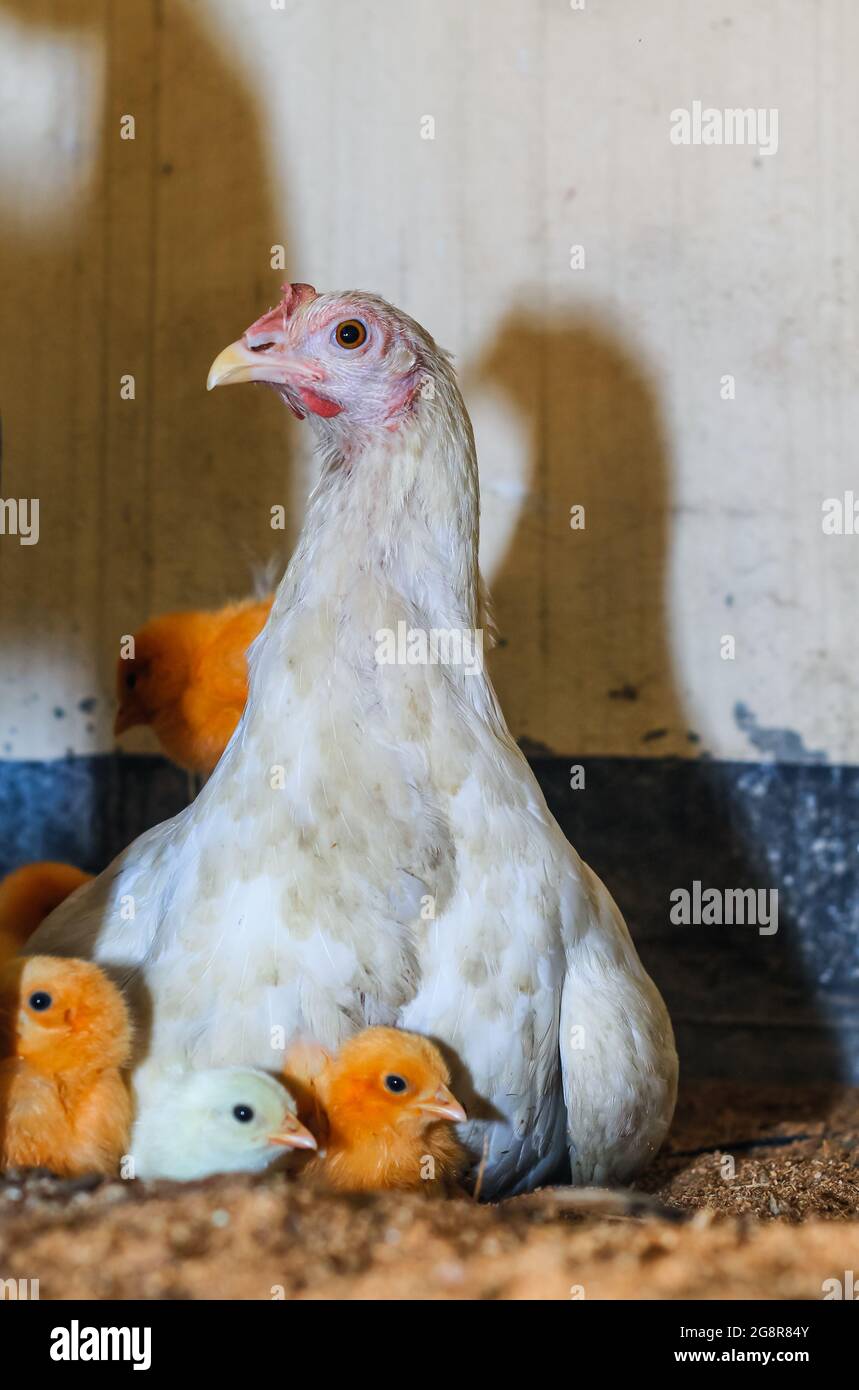 Chicken Mommy Offspring Stock Photo 554697004