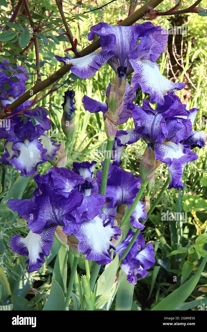 Iris ‘Art Deco’ (TB) Tall bearded iris White falls, wide purple edges