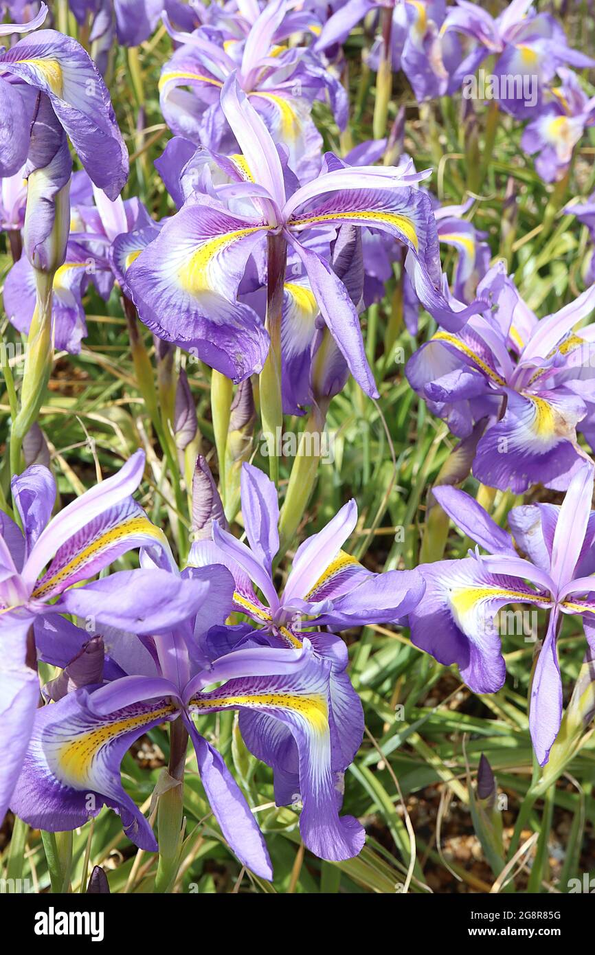 Iris cycloglossa (J) Juno iris Violet falls with white blotch, yellow signal and tiny purple spots, violet standards with white margins,  May, England Stock Photo