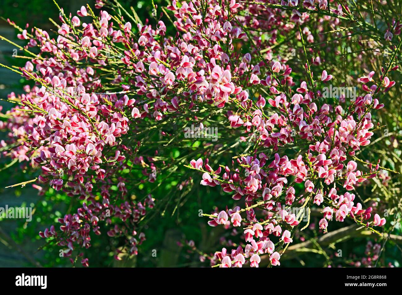 Pink Cytisus Broom bush plant in flower Stock Photo Alamy