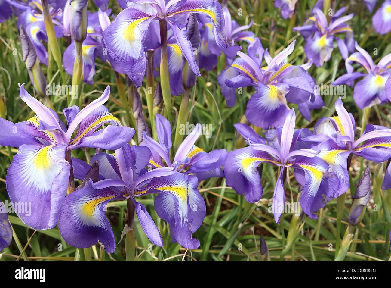 Iris cycloglossa (J) Juno iris Violet falls with white blotch, yellow signal and tiny purple spots, violet standards with white margins,  May, England Stock Photo