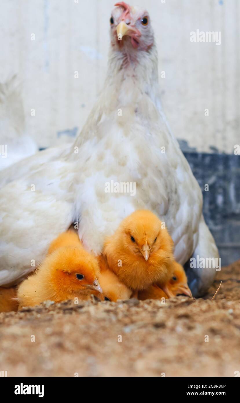 Mother hen with its baby chicken. Adorable baby chicks resting in the