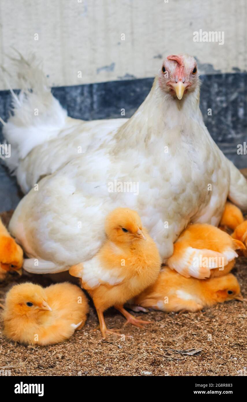 Mother hen with its baby chicken. Adorable baby chicks resting in the safety of mother hens feathers. Mother hen with baby chicken hiding underwings. Stock Photo