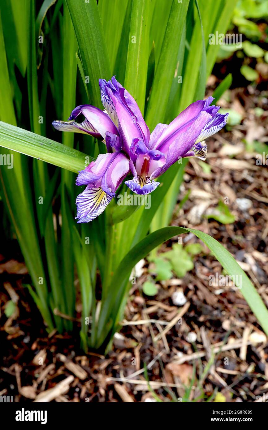 Iris graminea var pseudocyperis Species iris (SPEC) Plum iris – clawed flowers with violet standards and white margins, white falls, purple veins Stock Photo