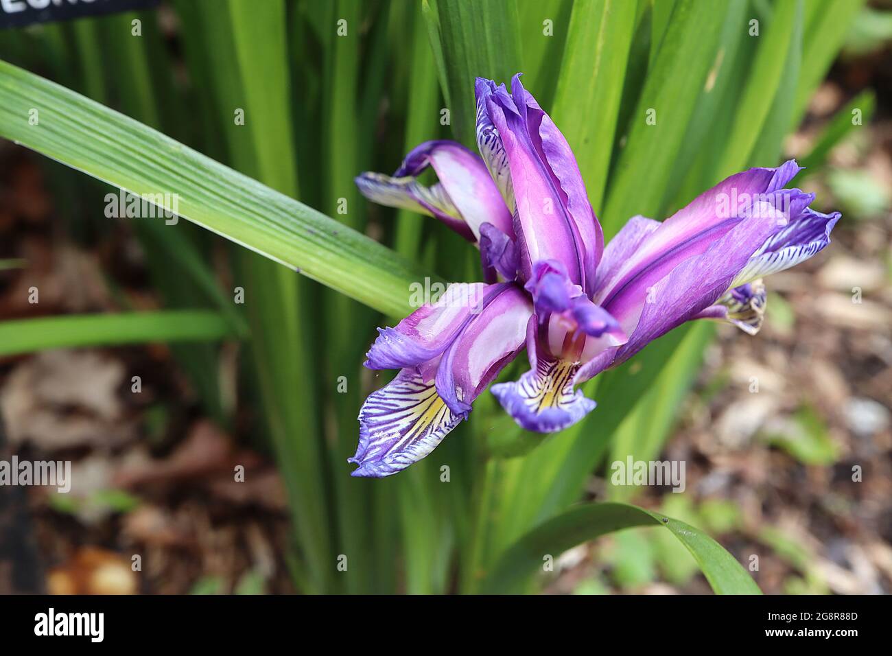 Iris graminea var pseudocyperis Species iris (SPEC) Plum iris – clawed flowers with violet standards and white margins, white falls, purple veins Stock Photo