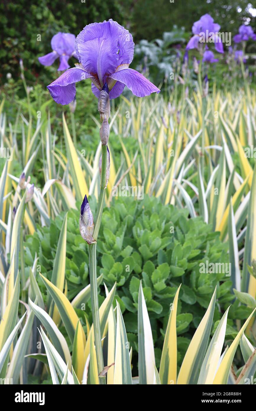 Iris pallida variegata (Tb/v) Tall bearded iris Dalmatian iris variegated – violet blue standards and falls, purple veined base, variegated leaves, Stock Photo