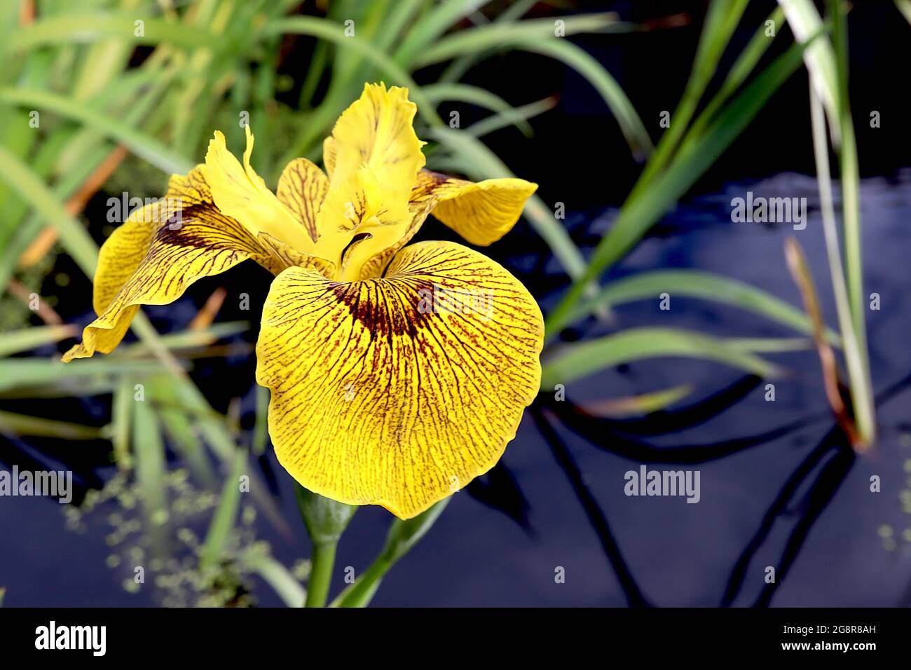 Iris pseudacorus ‘Roy Davidson’ Species iris (SPEC) yellow flag iris Roy Davidson – yellow falls, brown veins, short yellow standards,  May, England, Stock Photo