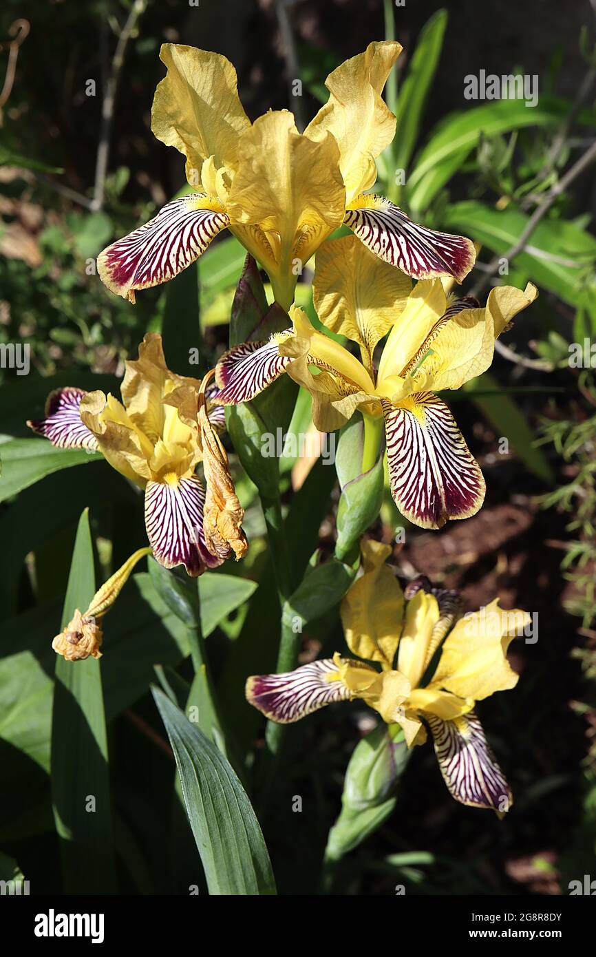 Iris variegata Species iris (SPEC) variegated iris flower - white falls, all over dark brown veins, beige yellow standards, yellow beard,  May, UK Stock Photo