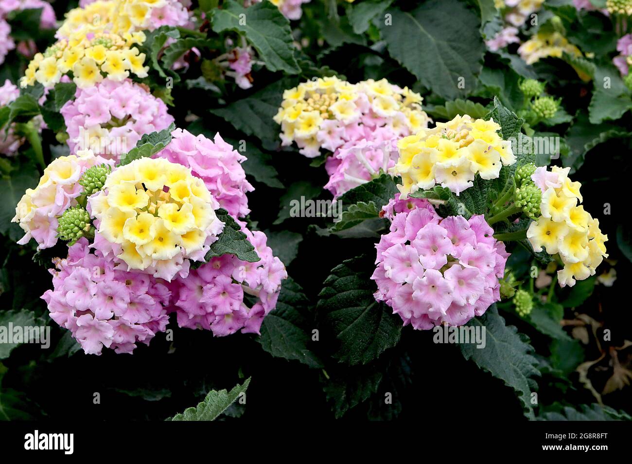 Lantana camara ‘Bandana Pink’ Lantana Bandana Pink – separate domed clusters of pink and cream flowers with yellow centre,  May, England, UK Stock Photo