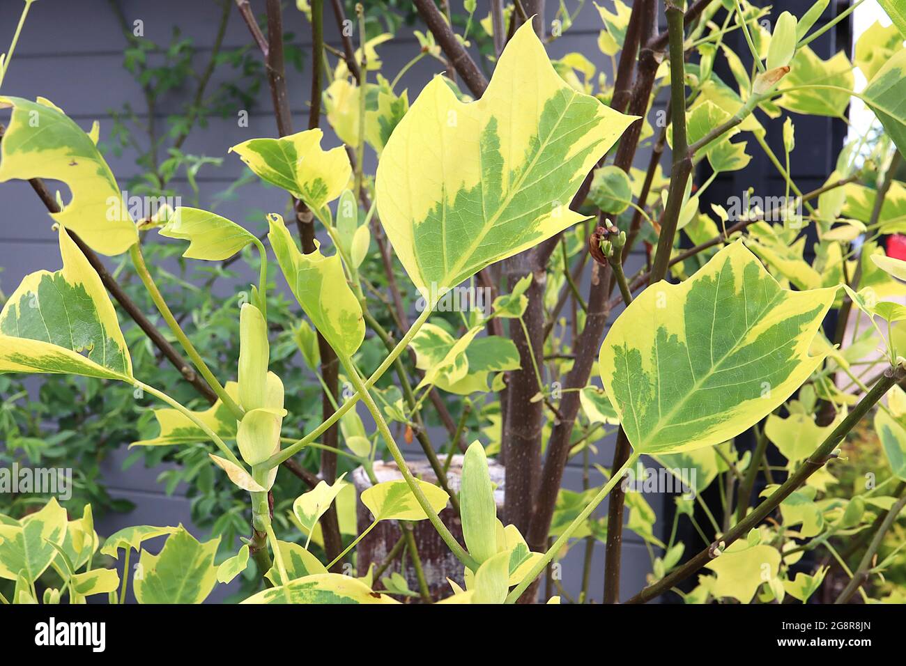 Liriodendron tulipifera ‘Aureomarginatum’ variegated tulip tree – 2D tulip-shaped mid green leaves with wide yellow margins,  May, England, UK Stock Photo