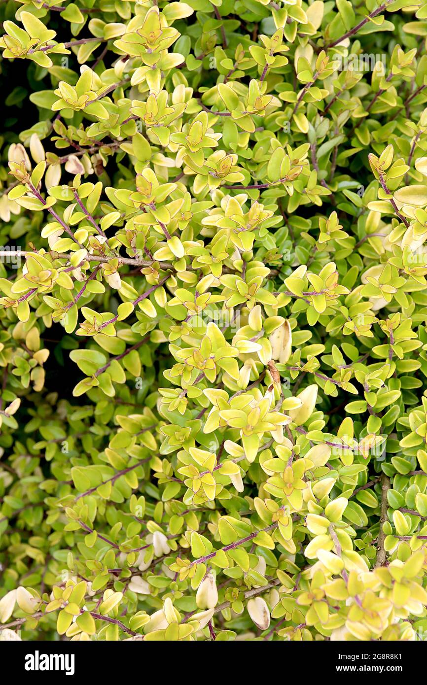 Lonicera nitida ‘Baggesen’s Gold’ Golden honeysuckle – small oval glossy butter yellow leaves with red margins, red stems,  May, England, UK Stock Photo