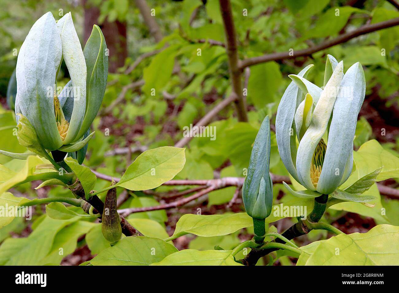 Magnolia acuminata cucumber tree blue green flowers with a fresh