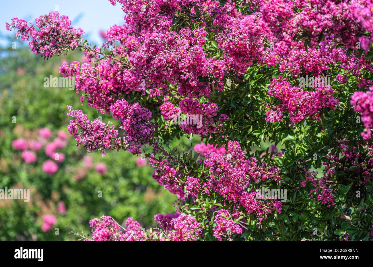 Beautiful pink blossoms on Crape Myrtle (Lagerstroemia) trees in Snellville, Georgia. (USA) Stock Photo