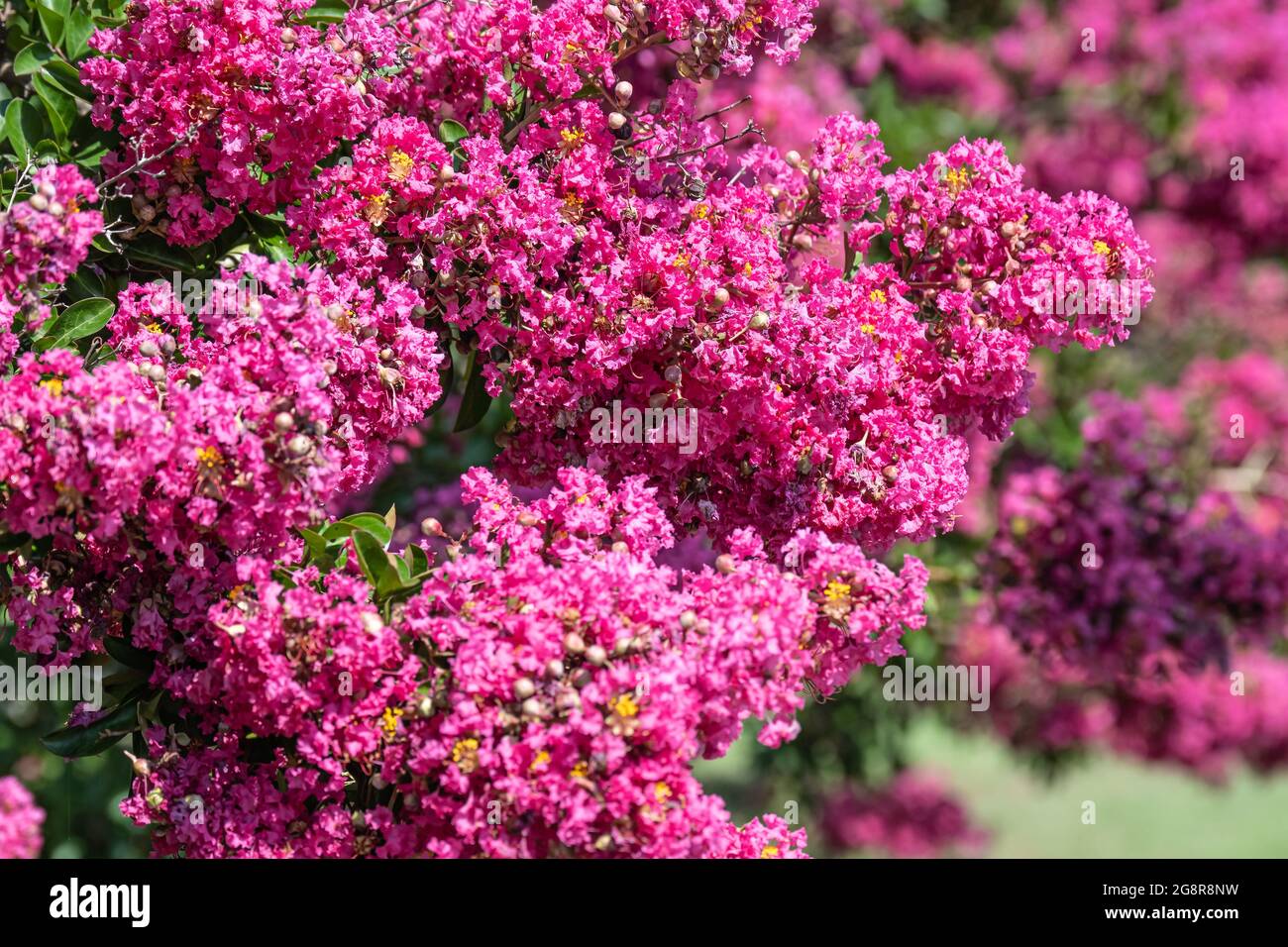 Beautiful pink blossoms on Crape Myrtle (Lagerstroemia) trees in Snellville, Georgia. (USA) Stock Photo