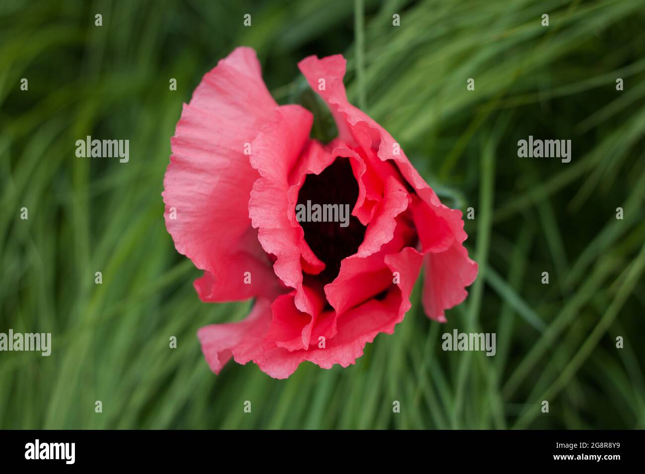Beautiful pink poppy taken from above surrounded by blurred green foliage Stock Photo