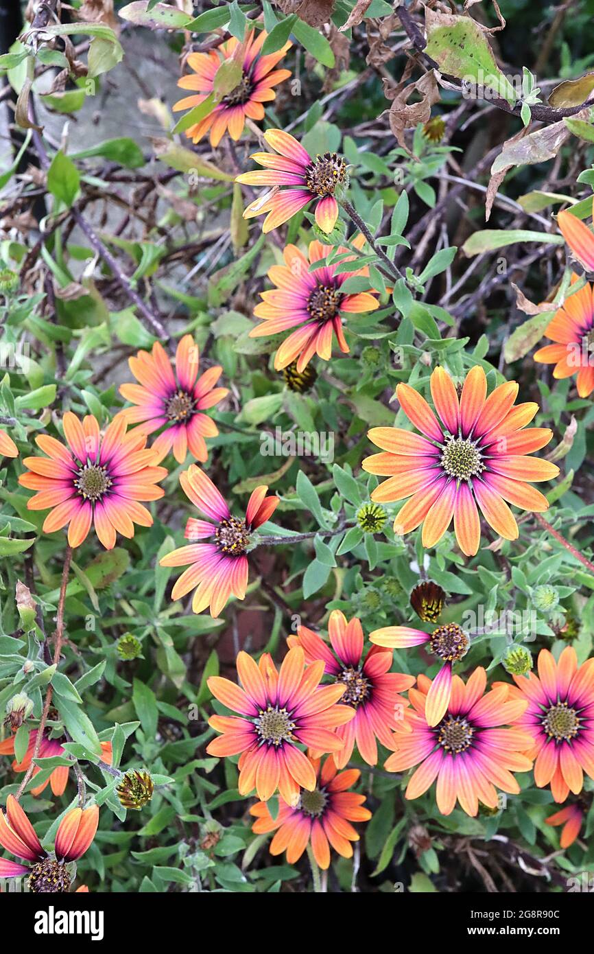Osteospermum ‘Purple Sun’ African daisy Purple Sun – orange and purple daisy-like flowers,  May, England, UK Stock Photo