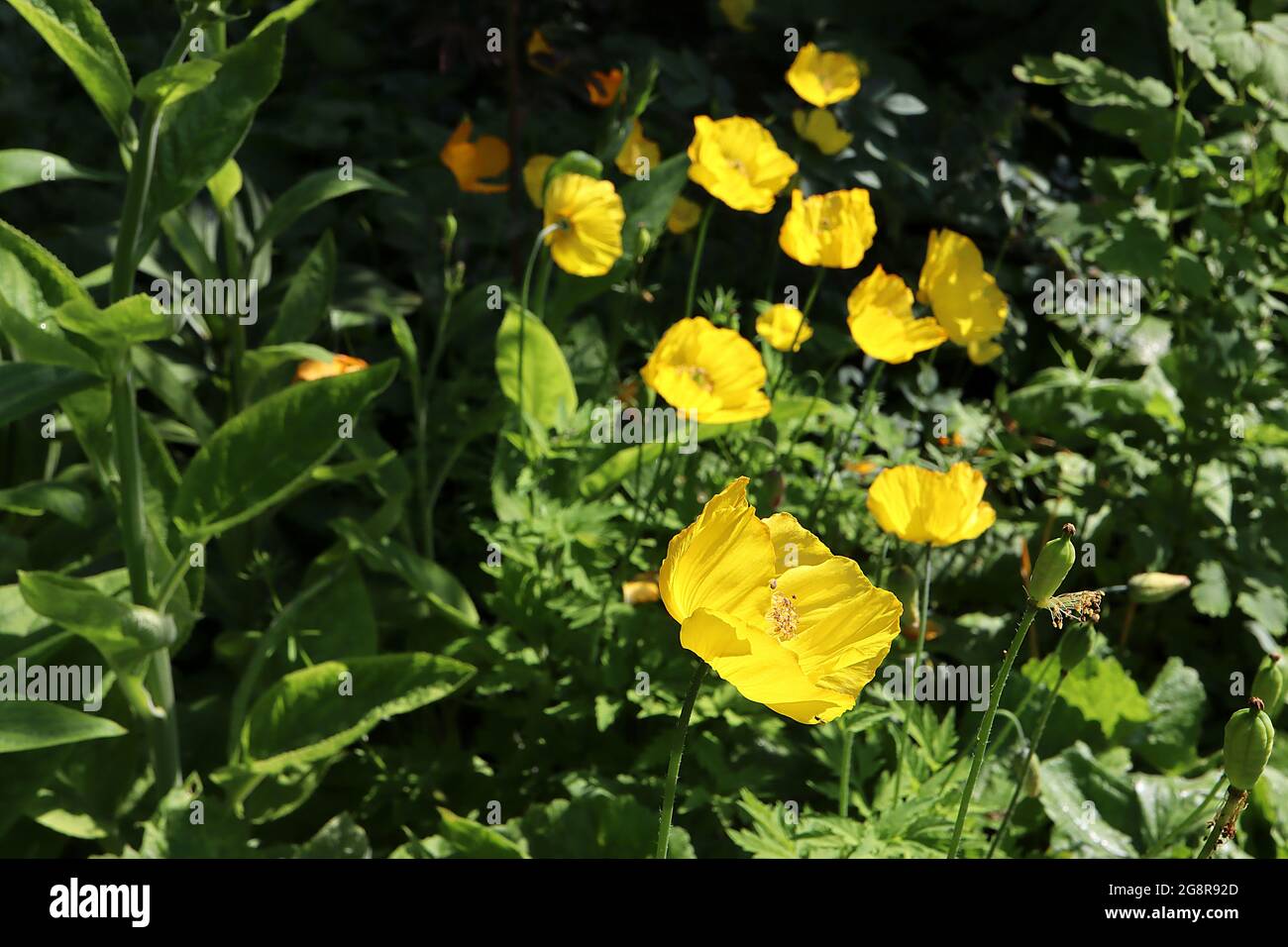 Papaver / Meconopsis cambricum Welsh poppy – orange yellow crinkly petals and toothed pinnate leaves,  May, England, UK Stock Photo