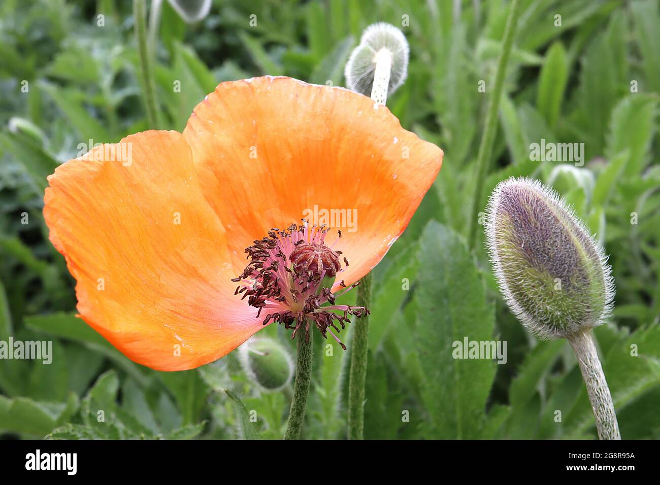 Papaver somniferum orange chiffon hires stock photography and images Alamy