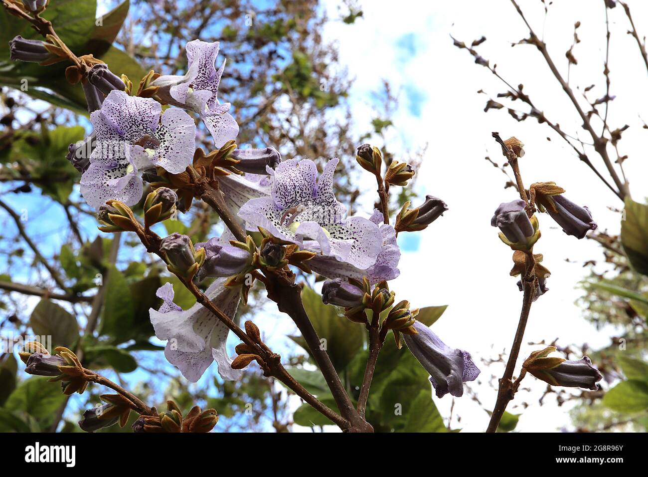 Pawlonia kawakamii Sapphire dragon tree – wide open lilac purple foxglove-like flowers with cream throat and dark purple freckles,  May, England, UK Stock Photo