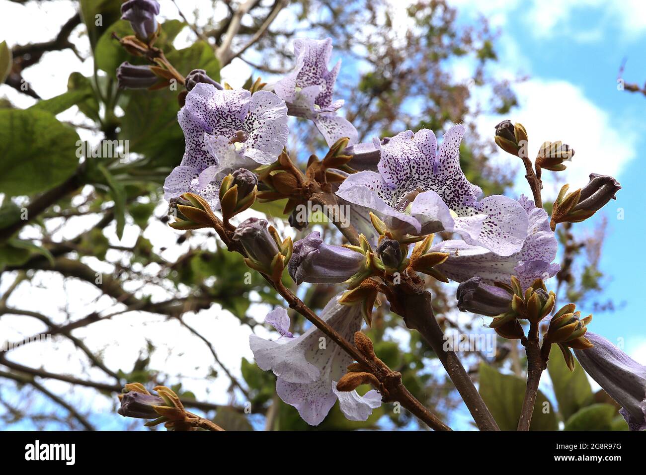 Pawlonia kawakamii Sapphire dragon tree – wide open lilac purple foxglove-like flowers with cream throat and dark purple freckles,  May, England, UK Stock Photo