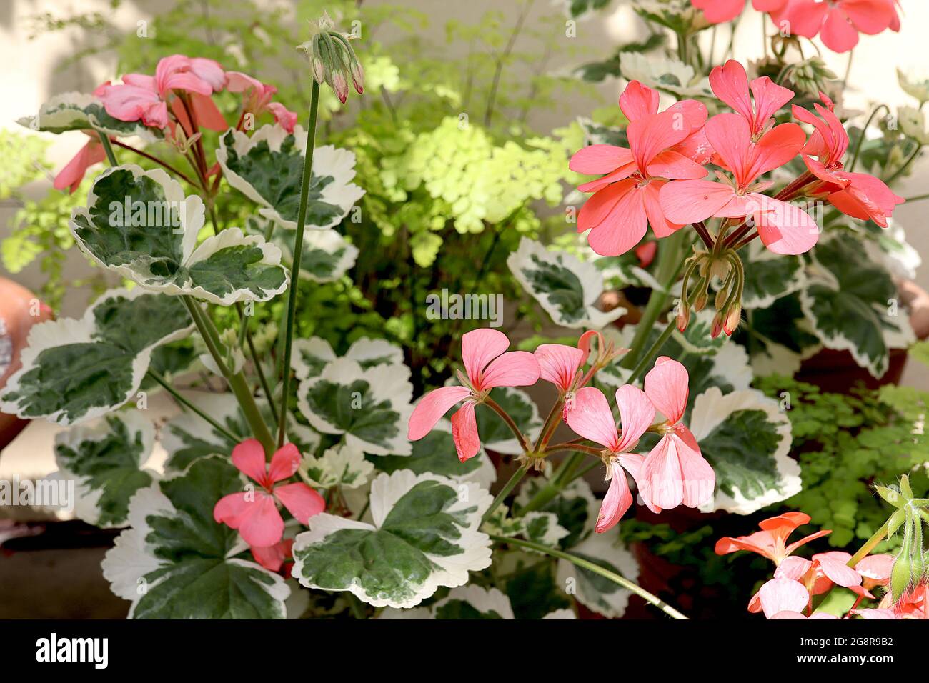 Pelargonium pelgardini frank headley hires stock photography and