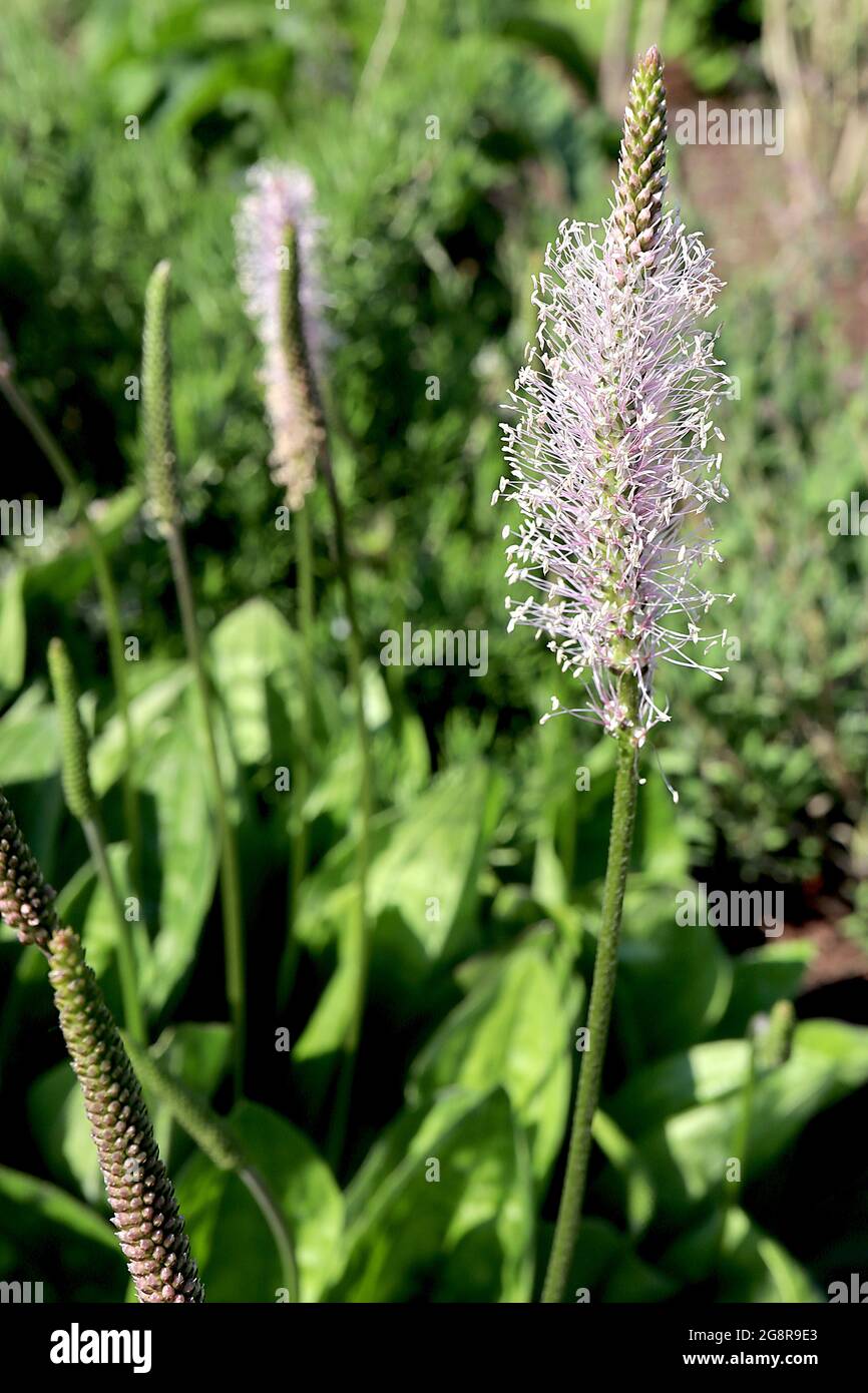 Plantago media / steposa hoary plantain – flower spikes of tiny pale pink flowers on long pink stamens,  May, England, UK Stock Photo